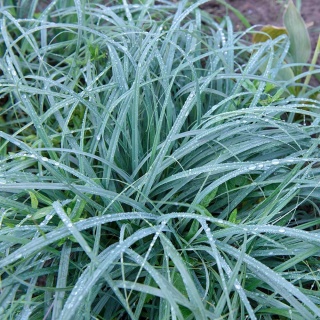 Turzyca Pamira P11(1L)