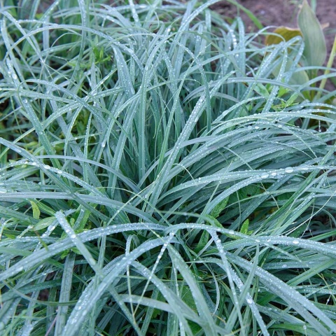 Turzyca Pamira P11(1L)