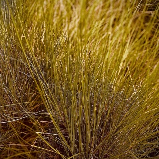 Turzyca ceglasta Praire Fire 1L