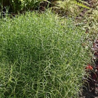 Turzyca muskegońska Little Midge P9(0,5L)