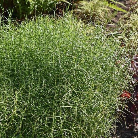 Turzyca muskegońska Little Midge P9(0,5L)