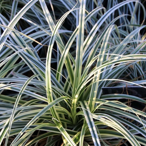 Turzyca oszimska Everest 2L