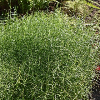 Turzyca palmowa Little Midge 2L