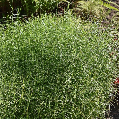 Turzyca palmowa Little Midge 2L