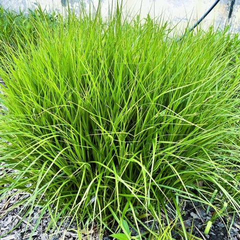 Turzyca palmowa Silberstreif 2L