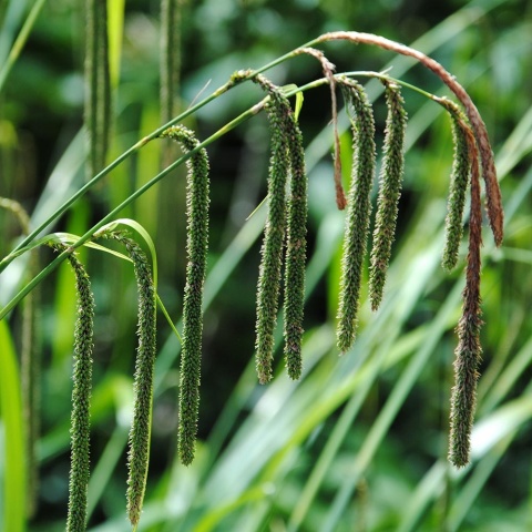 Turzyca zwisła P9(0,5L)