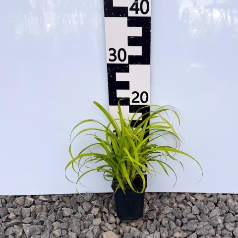 Turzyca zwisła P9(0,5L)