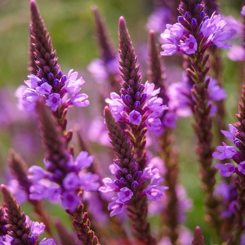 Werbena oszczepowata P9(0,5L)