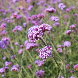 Werbena patagońska Lollipop P11(1L)