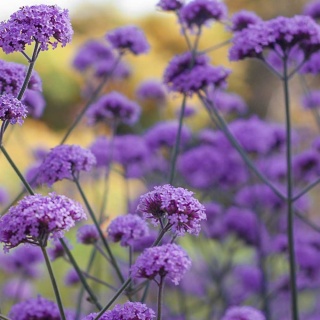 Werbena patagońska P9(0,5L)