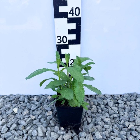 Werbena patagońska Violet Blue 1L