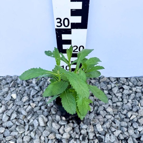 Werbena patagońska Violet Blue 1L