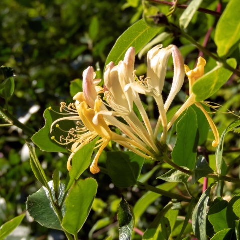 Wiciokrzew Giralda 2L