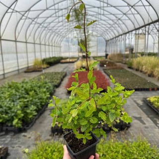 Wiciokrzew japoński 'Aureoreticulata' P9(0,5L)