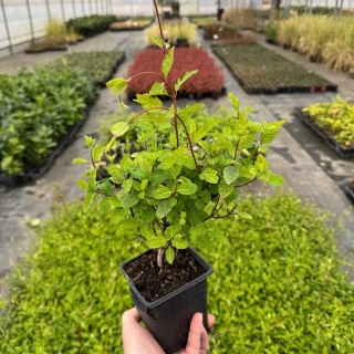 Wiciokrzew japoński 'Aureoreticulata' P9(0,5L)