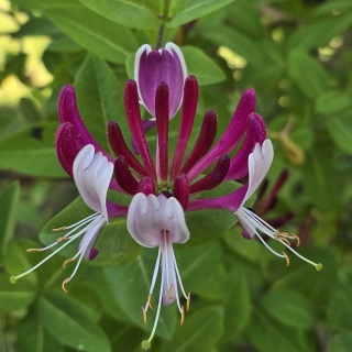 Wiciokrzew japoński Purpurea 2L