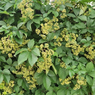 Winobluszcz pięciolistkowy 2L