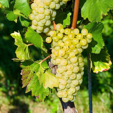 Winorośl biały Hibernal P9(0,5L)