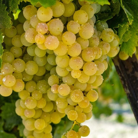 Winorośl biały Johanniter P9(0,5L)