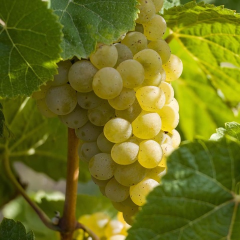 Winorośl biały Seyval Blanc P9(0,5L)