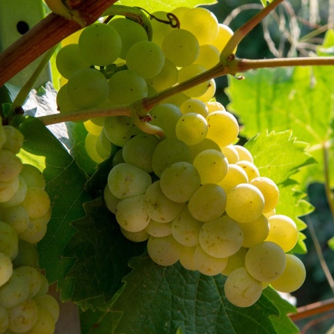 Winorośl biały Solaris P9(0,5L)