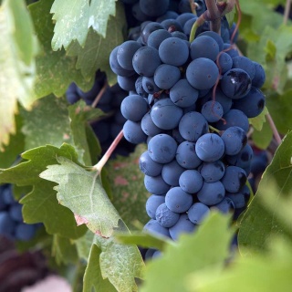 Winorośl niebieski Agat Doński P9(0,5L)