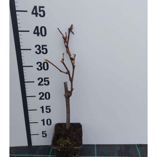 Winorośl niebieski Agat Doński P9(0,5L)