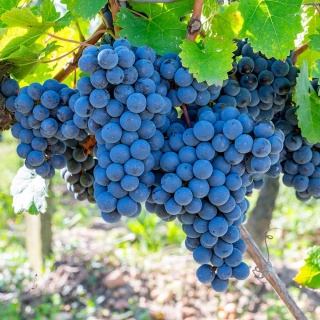 Winorośl niebieski Cabernet Cortis P9(0,5L)