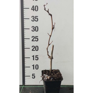 Winorośl niebieski Cabernet Cortis P9(0,5L)