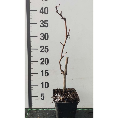 Winorośl niebieski Cabernet Cortis P9(0,5L)