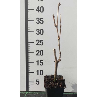 Winorośl niebieski Leon Millot P9(0,5L)