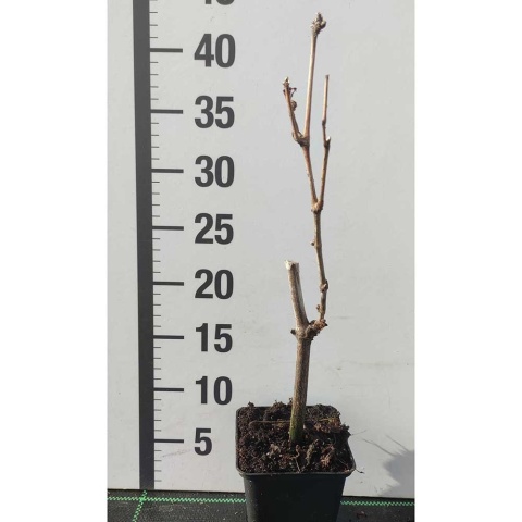 Winorośl niebieski Leon Millot P9(0,5L)