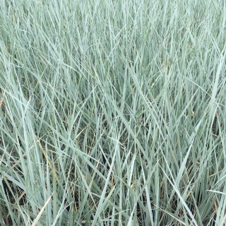 Wydmuchrzyca Magellana 2L