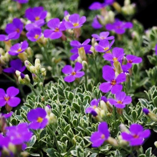 Żagwin Argenteovariegata 2L