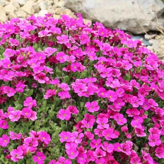 Żagwin Florado Rose Red 2L