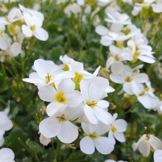 Żagwin drobny Florado White 2L