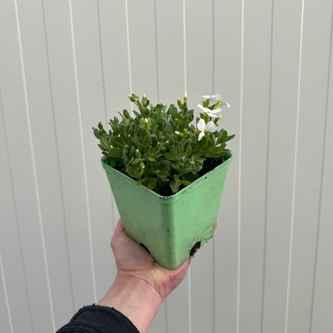 Żagwin drobny Florado White 2L