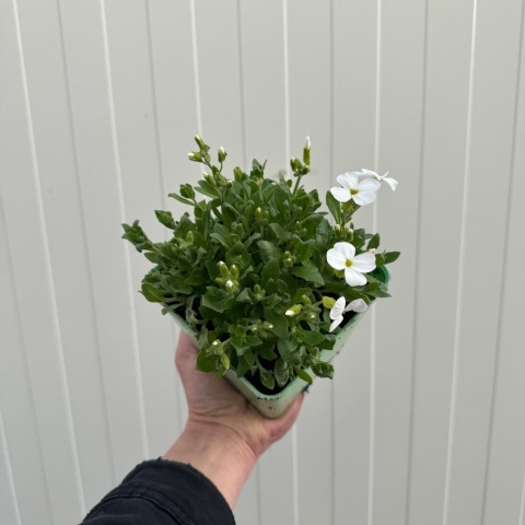 Żagwin drobny Florado White 2L
