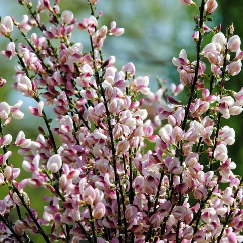 Żarnowiec miotlasty Moyclare Pink 2L