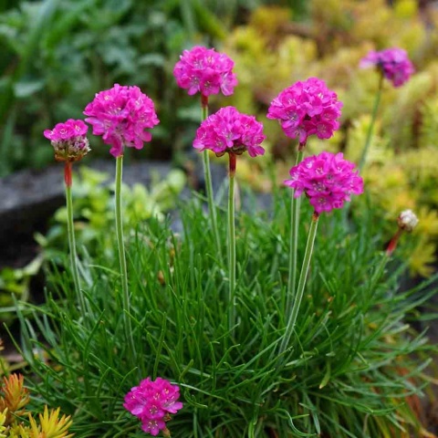 Zawciąg nadmorski Armada Pink 2L