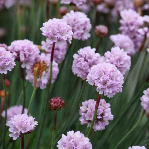 Zawciąg szerokolistny Ballerina White 1L