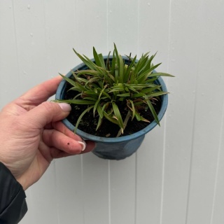 Zawciąg szerokolistny Ballerina White 1L