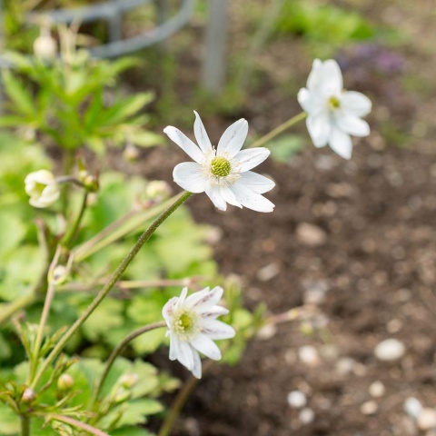 Zawilec Leveilea 1,5L