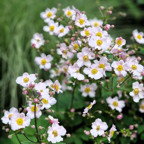 Zawilec japoński Andrea Atkinson 1,5L