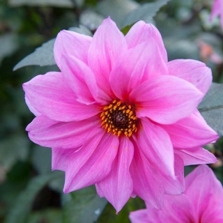 Zawilec japoński Bresingham Glow 2L