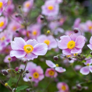 Zawilec japoński Pink Saucer 2L