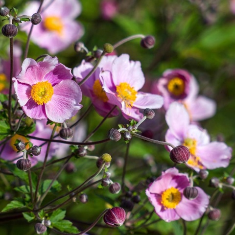 Zawilec japoński Robustima 1,5l