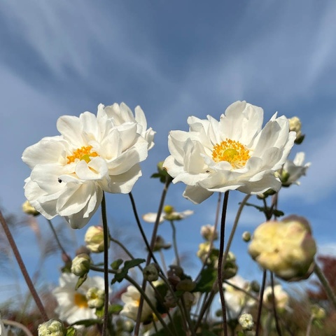 Zawilec japoński Whirlwind 1L
