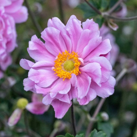 Zawilec japoński Whirlwind Pink 1,5L