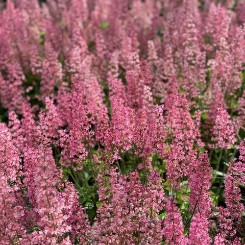 Żuraweczka Pink Revolution 1,5L